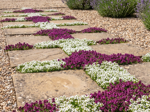 'Wirral White' und 'Red Carpet' im Wechsel zwischen Trittsteinen