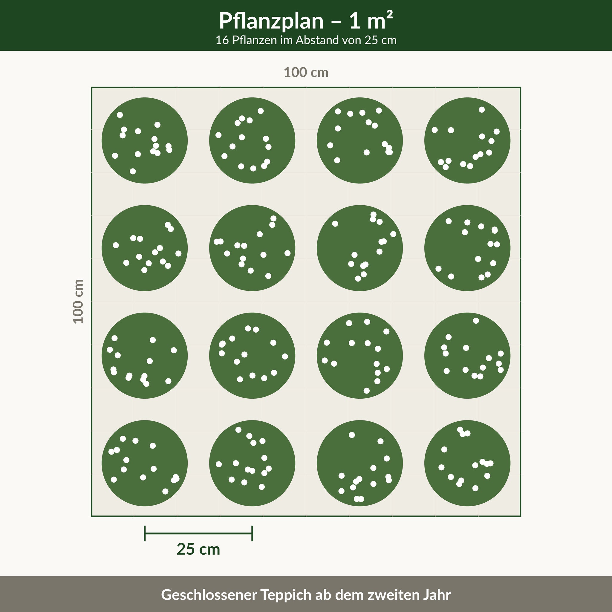 Pflanzplan für einen Quadratmeter Weißer Polsterthymian 'Wirral White': 16 Pflanzen im Abstand von 25 cm