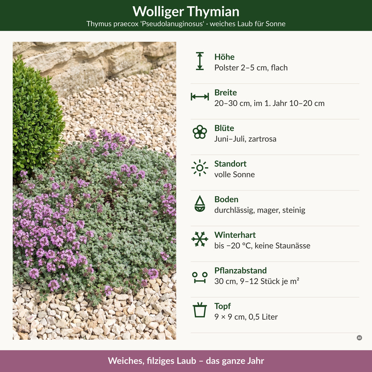 Steckbrief Wolliger Thymian: Höhe, Breite, Blüte, Standort, Boden, Winterhärte, Pflanzabstand, Topf