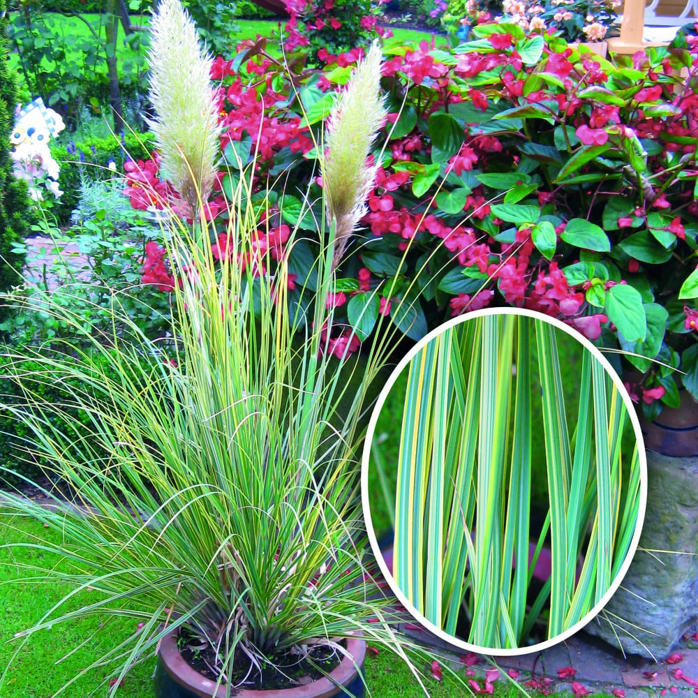 Cortaderia selloana ‚Esperanta®'  / Pampasgras - XXL Topf