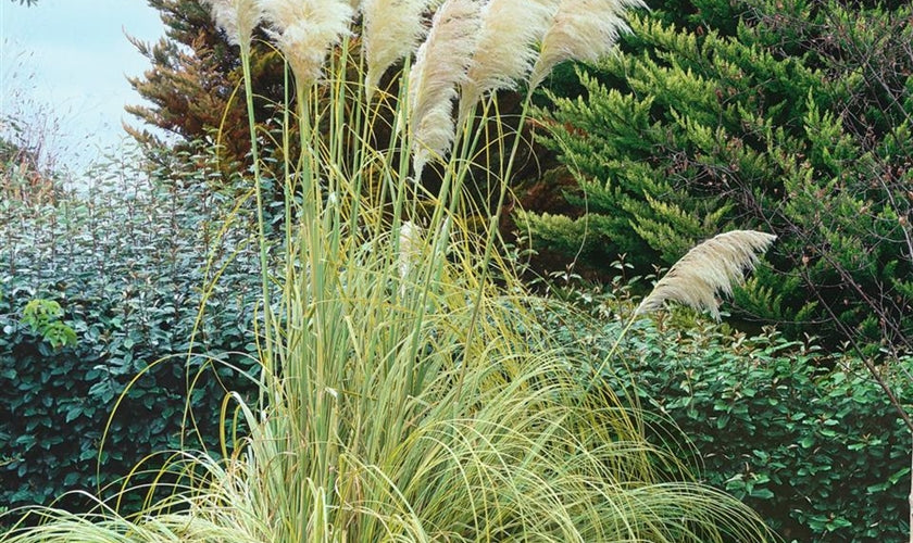 Cortaderia selloana ‚Silver Comet'  / Pampasgras - XXL Topf