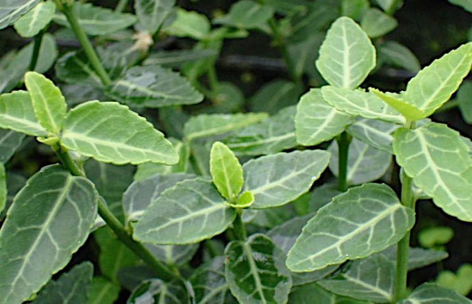 Euonymus fortunei ’Radicans‘ / Grüne Kriechspindel