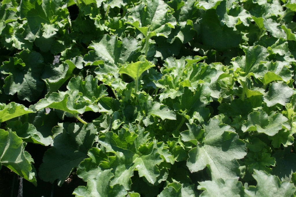 Heuchera americana 'Malachite' / Purpurglöckchen