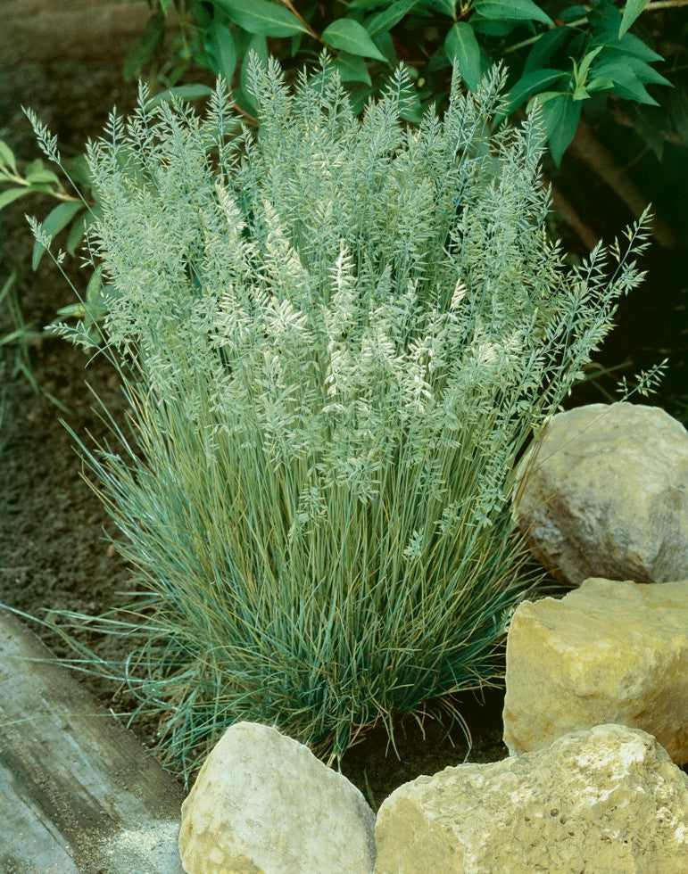 Koeleria glauca / Blaues Schillergras