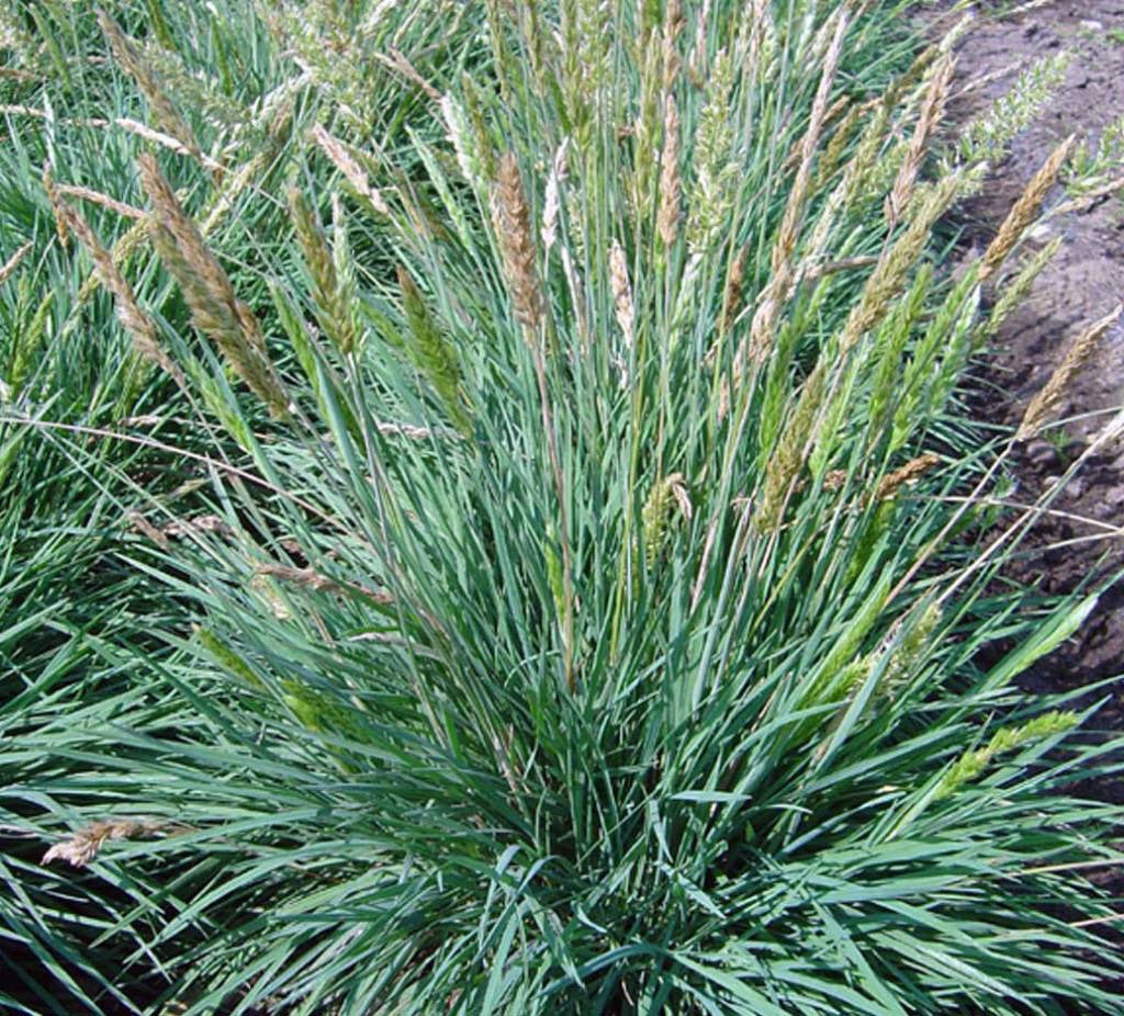 Koeleria glauca / Blaues Schillergras