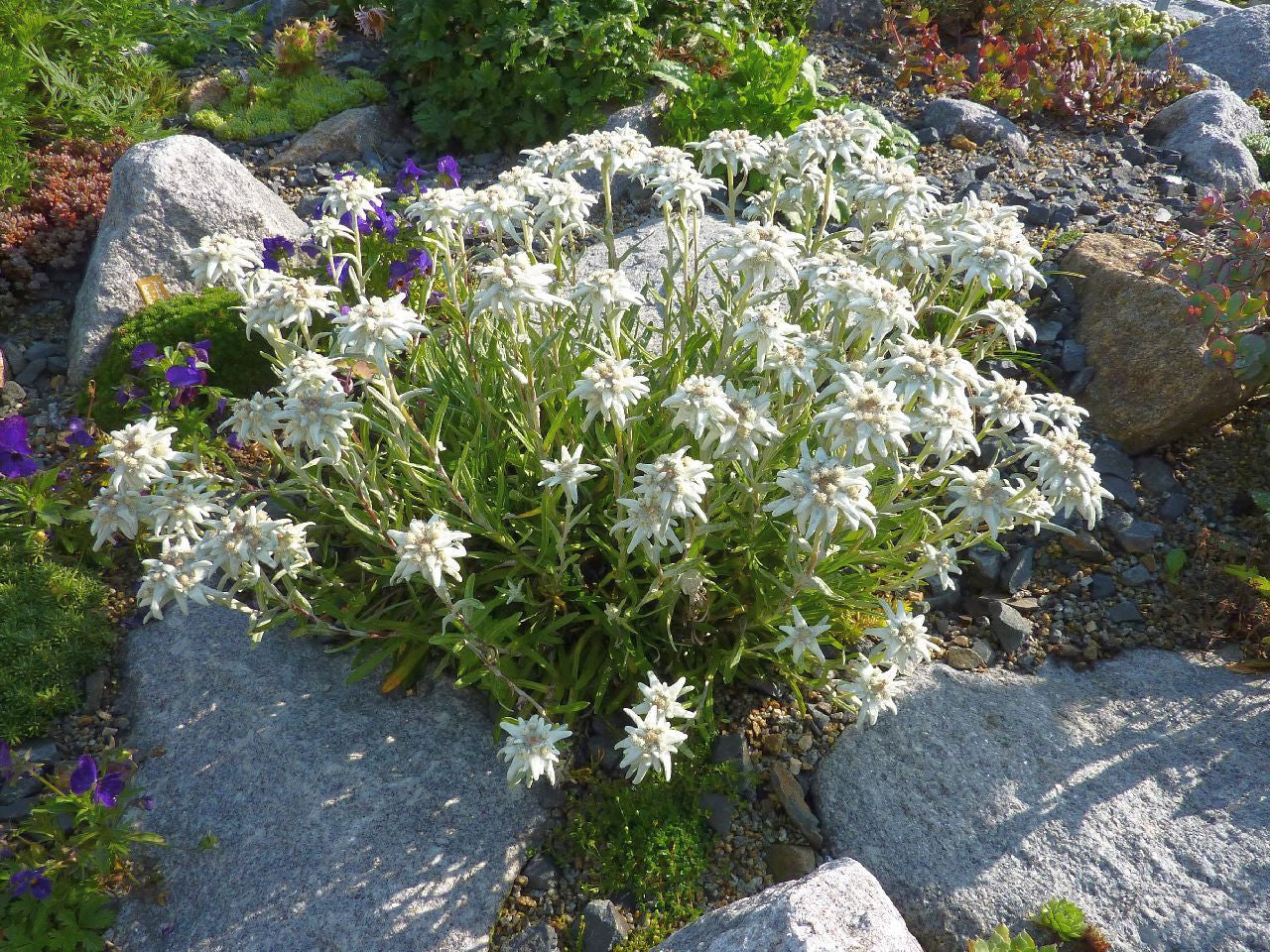 Leontopodium souliei 'Alpina White' / Edelweiss