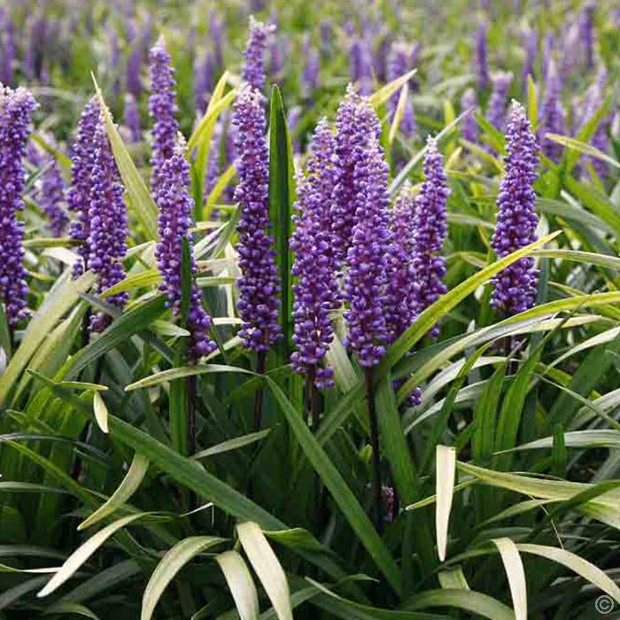 Liriope muscari 'Amethyst' / Lilientraube