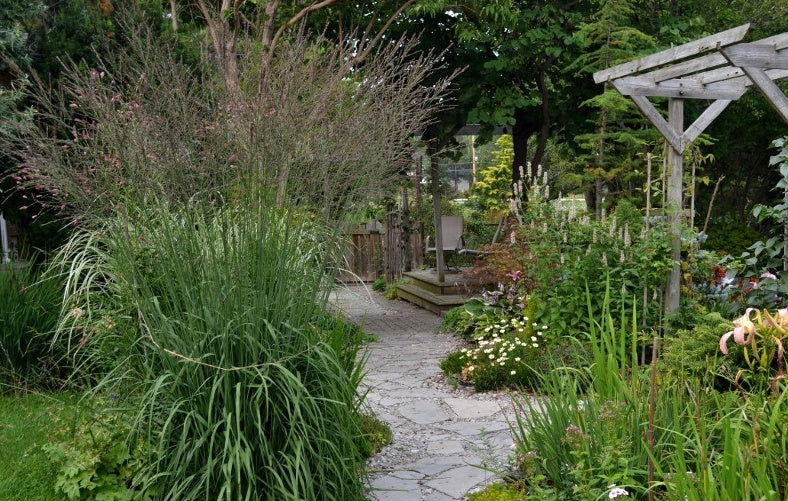 Molinia arundinacea 'Skyracer' / Hohes Pfeifengras