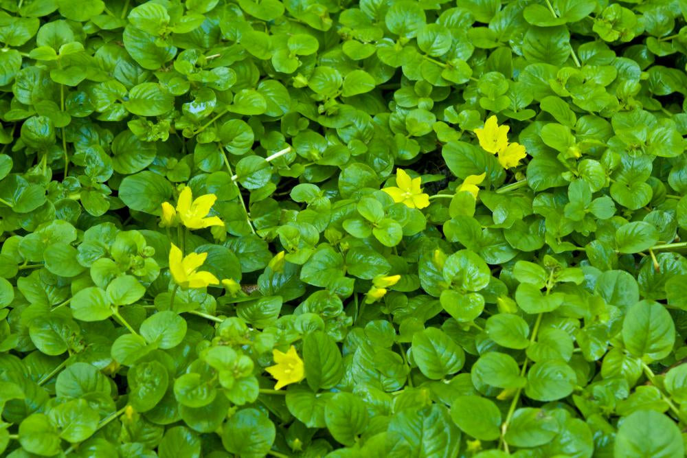 Lysimachia nummularia / Pfennigkraut