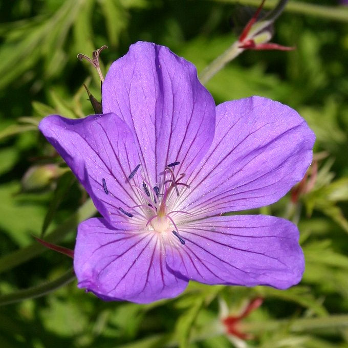 Geranium clarkei 'Kashmir Purple' / Clarkes Storchschnabel - Stauden Gaenge
