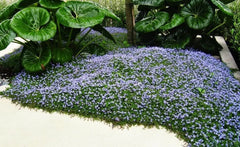 Blaue Blüten der Staude Isotoma fluviatilis, auch Blauer Bubikopf, von Stauden Gänge, Nahaufnahme der blauen Blüten und Blätter