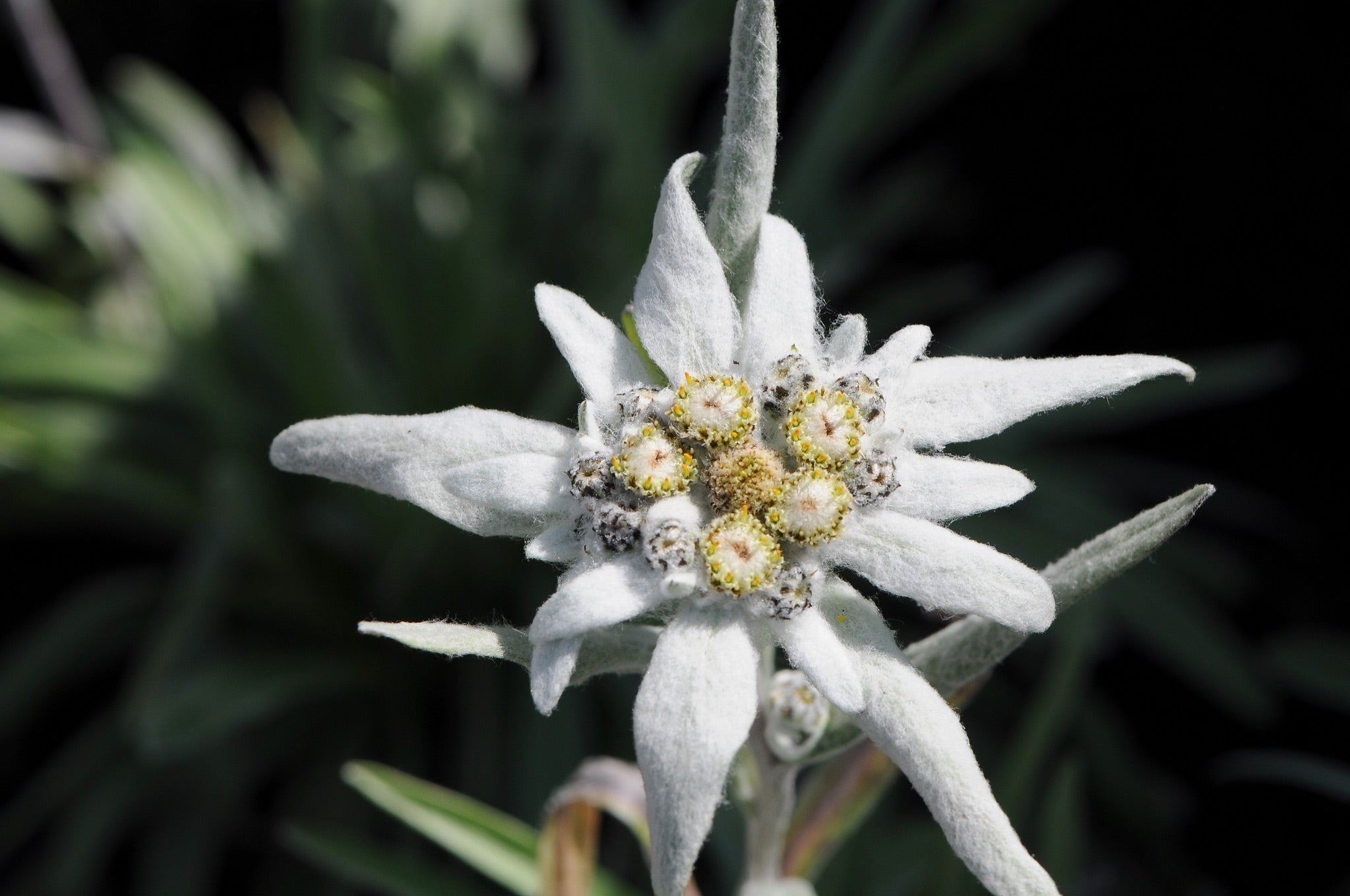 Leontopodium souliei 'Alpina White' / Edelweiss - Stauden Gaenge