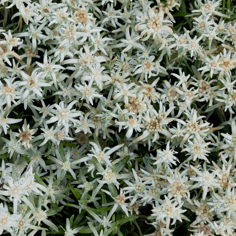 Leontopodium souliei 'Alpina White' / Edelweiss - Stauden Gaenge