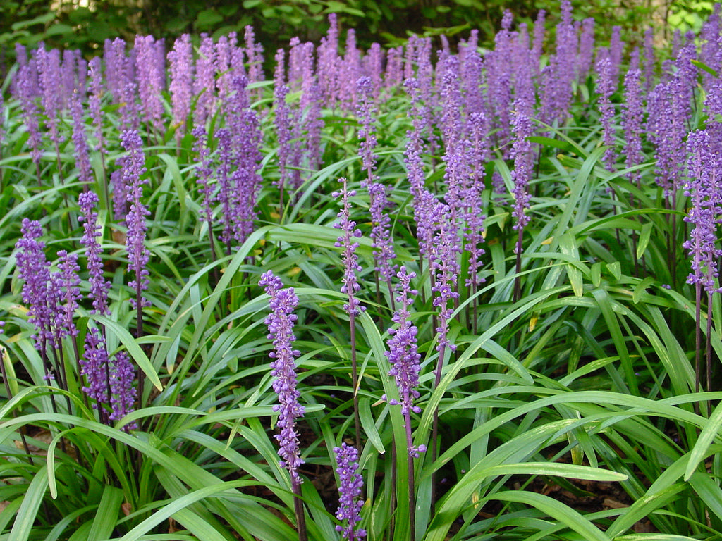 Liriope muscari 'Majestic' / Lilientraube - Stauden Gaenge