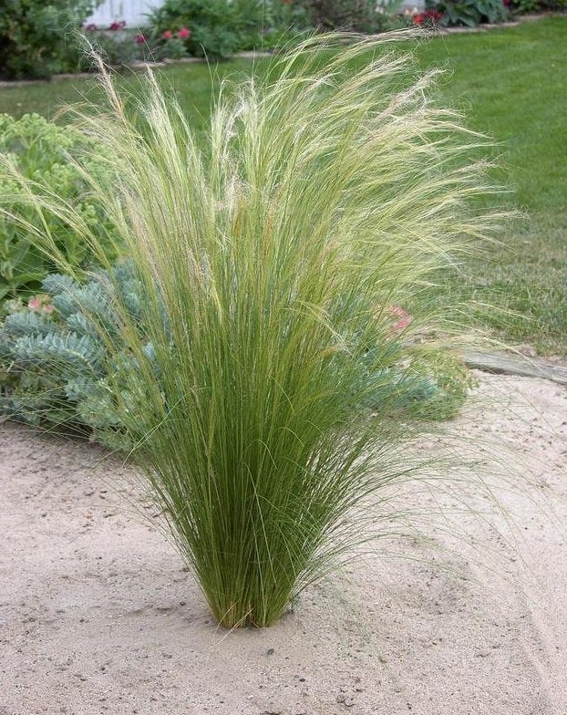 4 x Ziergras Kollektion - Vier Gräser, unendliche Gestaltungsmöglichkeiten