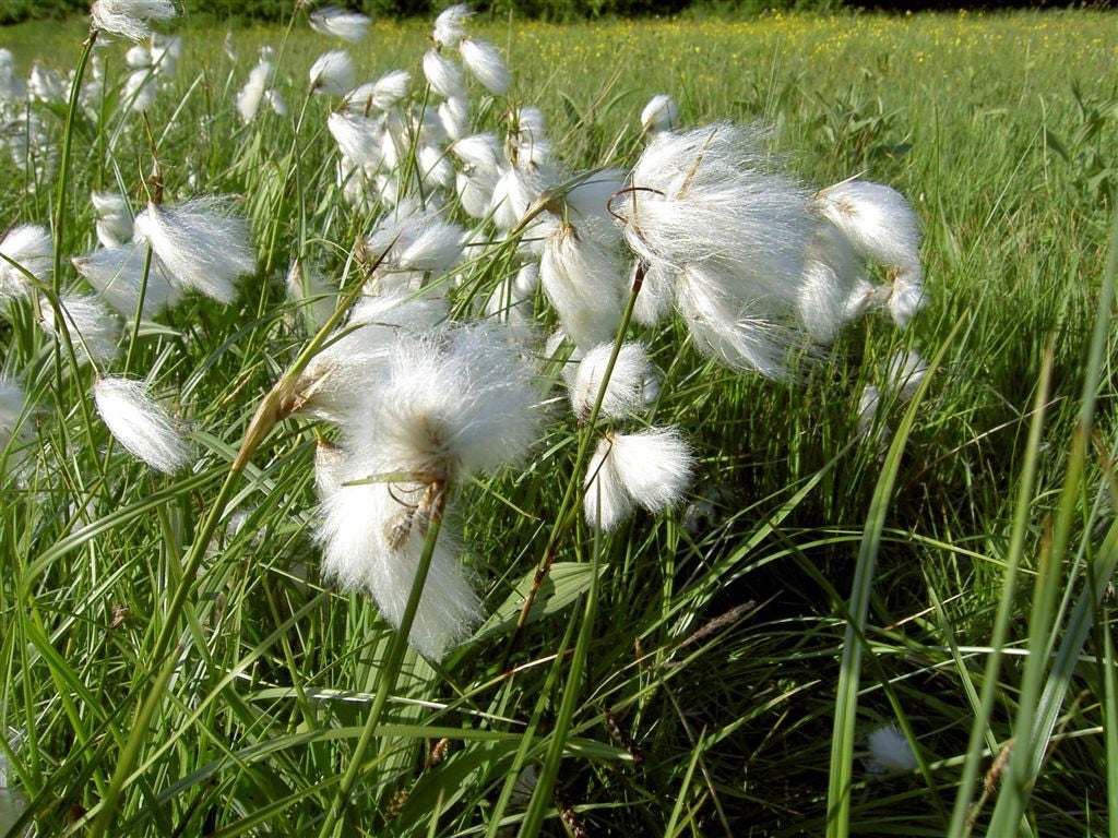 Eriophorum angustifolium / Wollgras - Stauden Gaenge