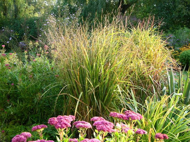 Molinia arundinacea 'Fontäne' / Hohes Pfeifengras