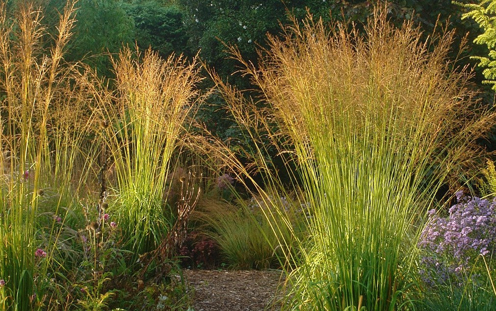 Molinia arundinacea 'Skyracer' / Hohes Pfeifengras